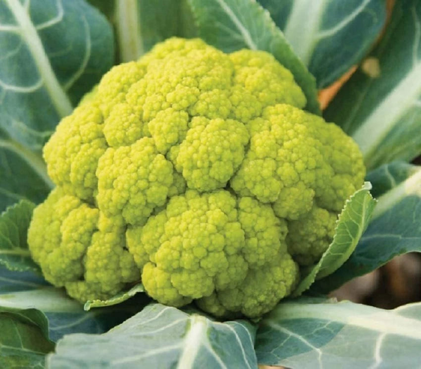 Vitaverde – Cauliflower Seed