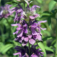 Lemon Mint – Monarda Seed