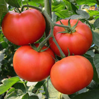 Big Beef – Tomato Seed