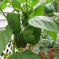 Pepper EM Bella Vegetable Seeds