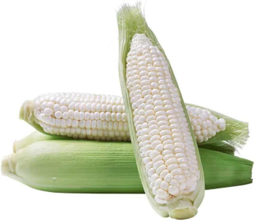 Corn, Maize- Macleay Valley White