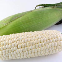 Corn, Maize- Macleay Valley White