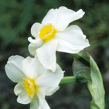 Daffodil Poeticus Nargis White Bulb