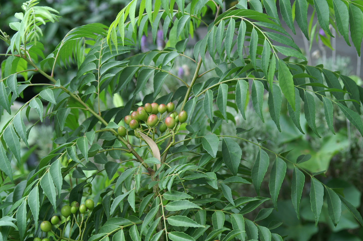 Curry Leaves, Kadi Patta - Seeds