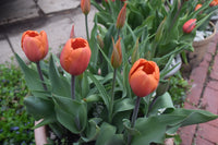 Tulip Annie Schilder Orange Bulbs