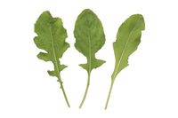 Astro – Organic Arugula Seed