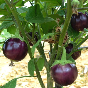 Barbarella – Eggplant Seed