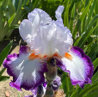 Triple Take Bearded Iris Seeds