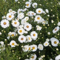 Snow Cushion Dwarf Aster