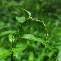 Water Pepper