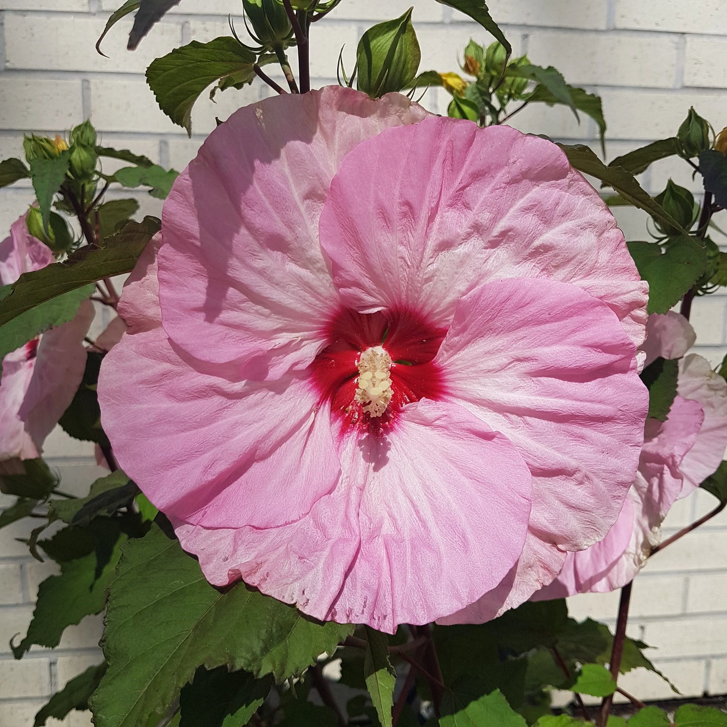 Spinderella Hibiscus