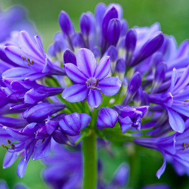 Agapanthus Bulbs