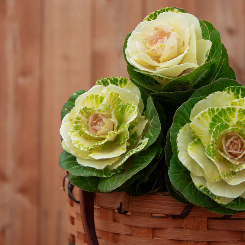 Crane White – Ornamental Kale Seed