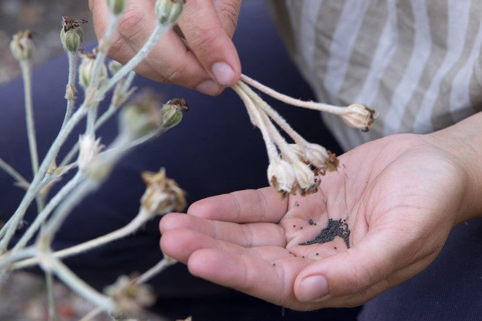 Champion Rose II -Campanula Seed