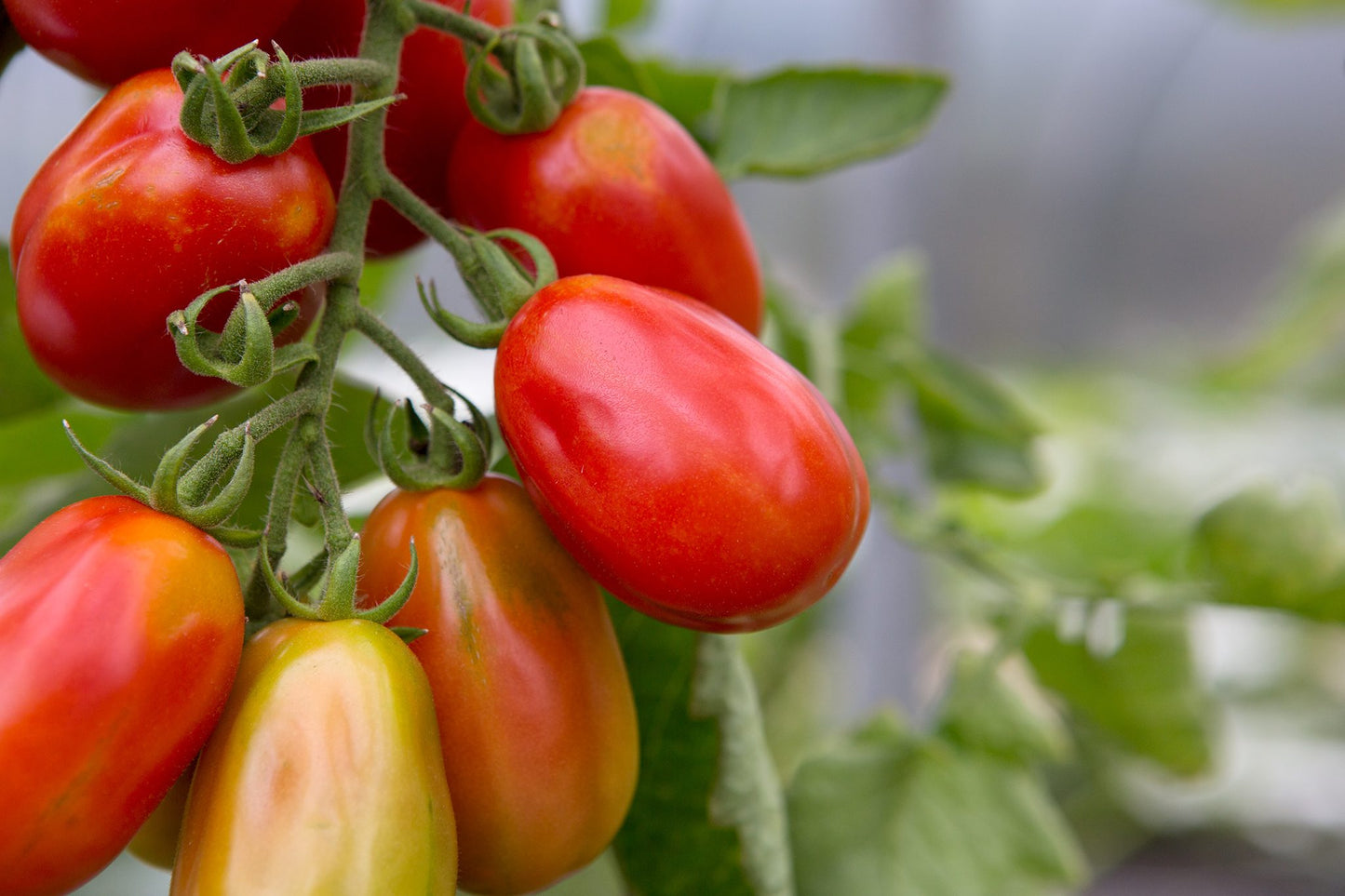 Tomato- Roma