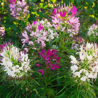 Cleome Spinosa Mixed Color Seeds