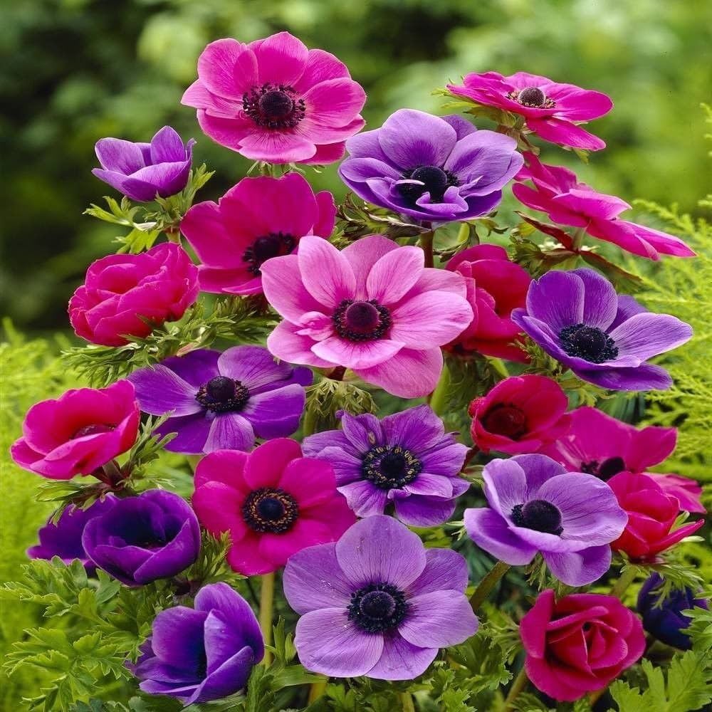 Anemone Bulbs - Mixed Colors of Pink, Purple, White, Fuchsia, and Red