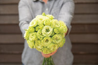 Rosanne 2 Clear Green – Pelleted Lisianthus Seed