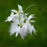 Japanese Egret Flowers Seeds White Egret Orchid Seed