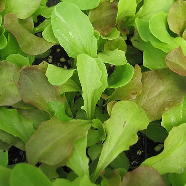 Allstar Gourmet Lettuce Mix – Lettuce Seeds