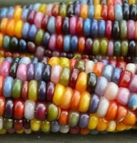 Corn, Maize- Multicoloured Aztec