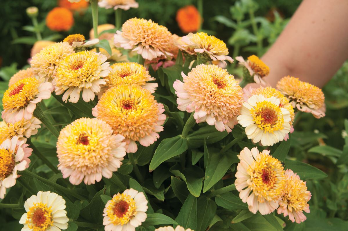 Zinderella Peach – Zinnia Seed