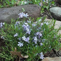 Blue Emerald Carpet Phlox