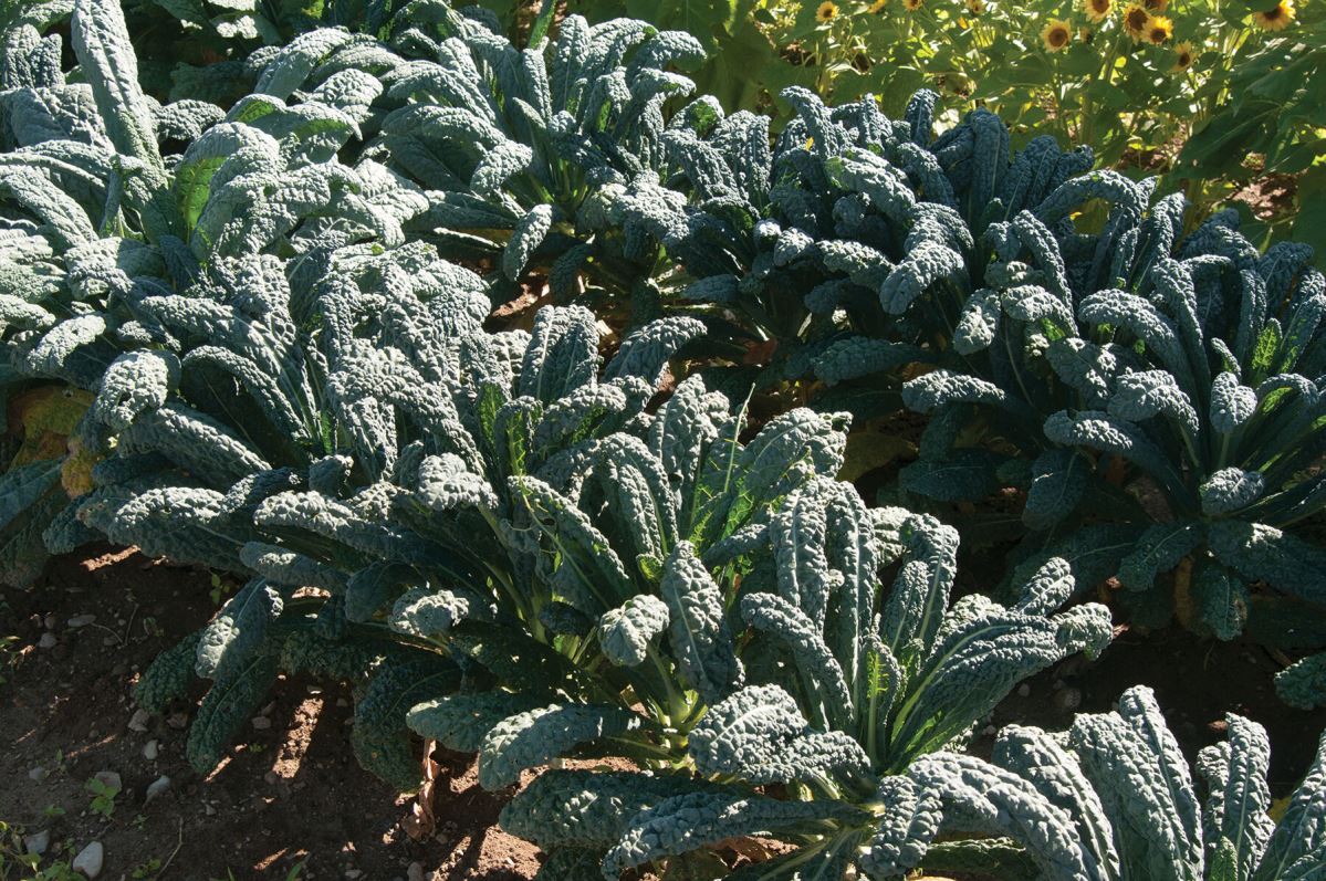 Toscano – Kale Seed