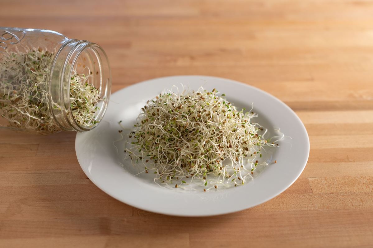 Alfalfa – Organic Sprouting Seeds