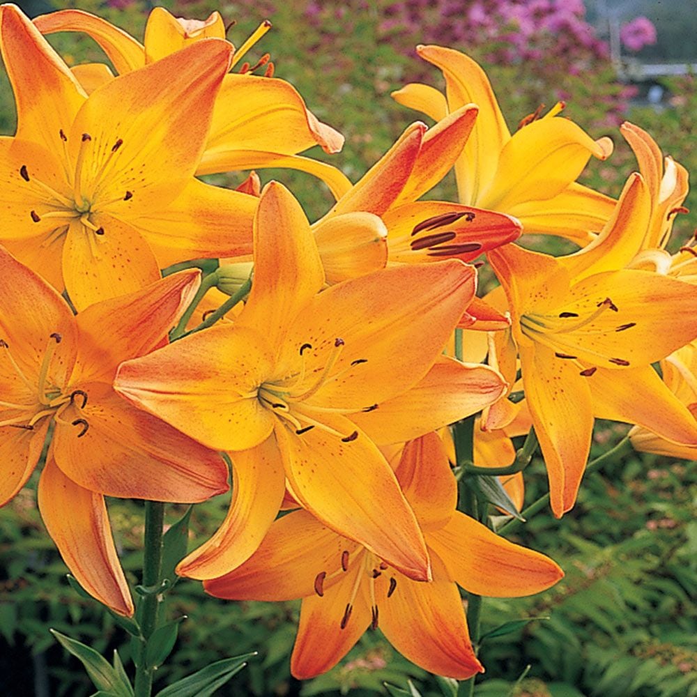 Antequera Asiatic Lily Orange Bulbs