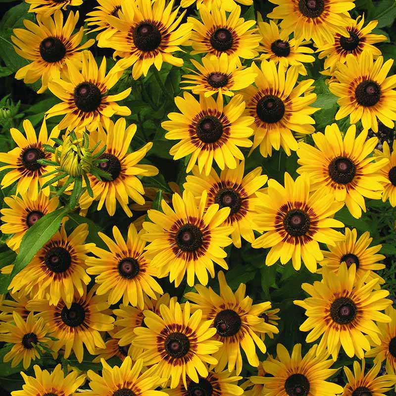 Denver Daisy – Film-Coated Rudbeckia Seed