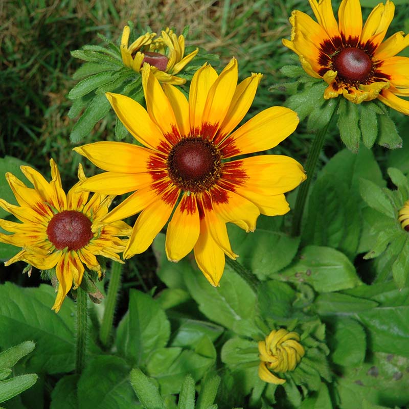 Denver Daisy – Film-Coated Rudbeckia Seed