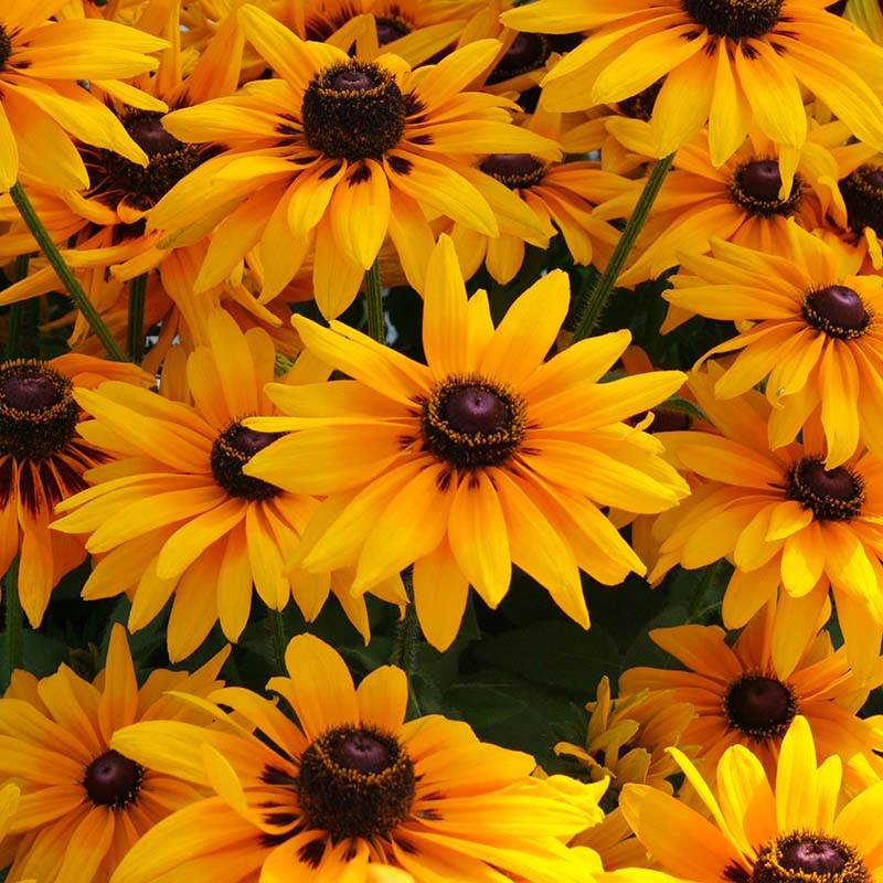 Denver Daisy – Film-Coated Rudbeckia Seed