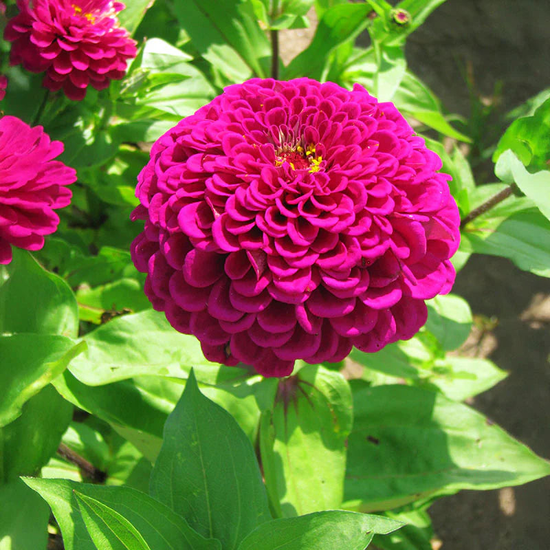 Benary’s Giant Wine – Zinnia Seed