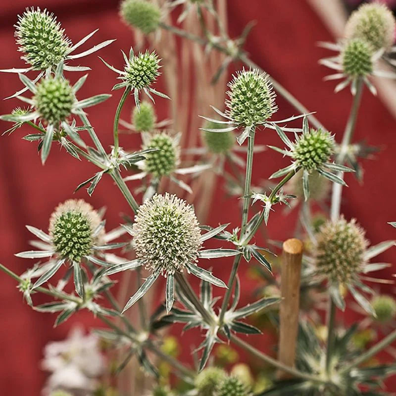 White Glitter – Eryngium Seed