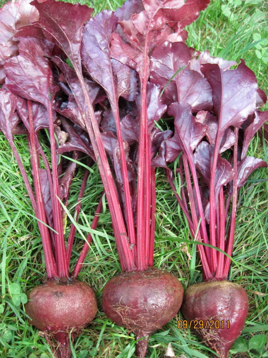 Beetroot- Bulls Blood