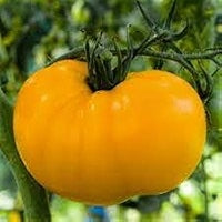 Tomato Oblate Yellow  Vegetable Seeds