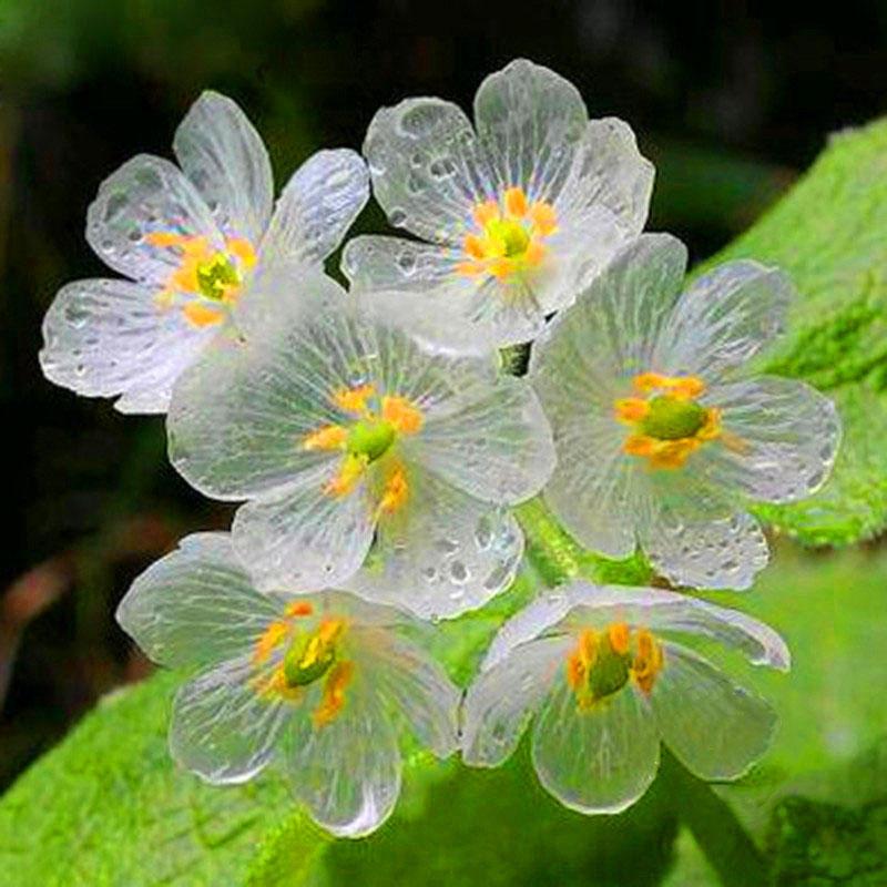 Umbrella Leaf Dysosma Pleiantha Seeds Transparent Flower Seeds