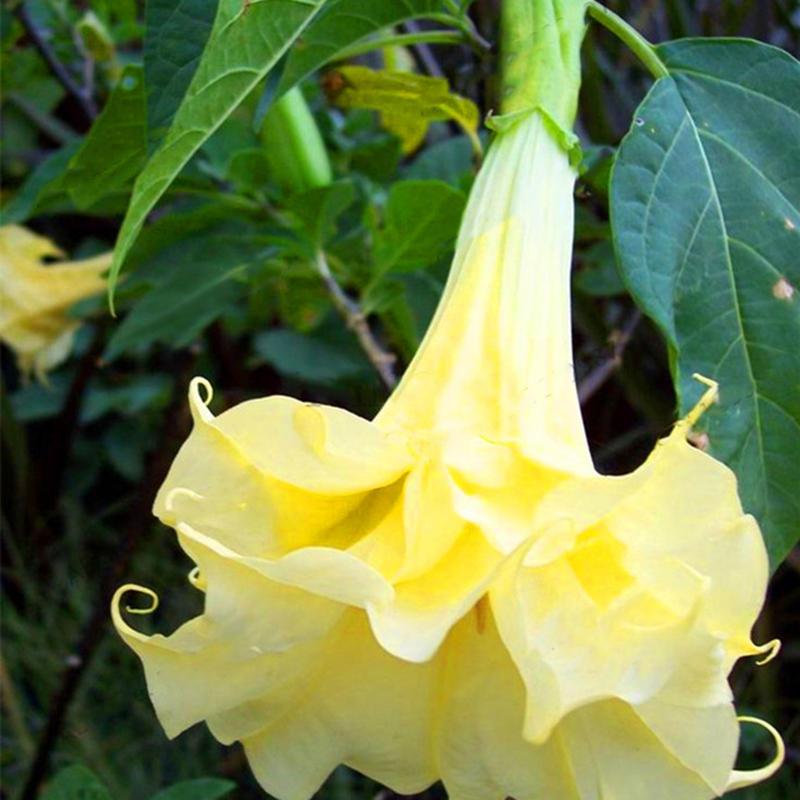 Angel Yellow Brugmansia Seeds Fragrant Trumpet Flowers