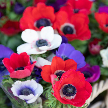 Anemone Bulbs - Mixed Colors of Pink, Purple, White, Fuchsia, and Red