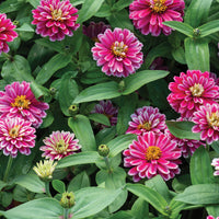 Double Zahara Raspberry Ripple – Zinnia Seed