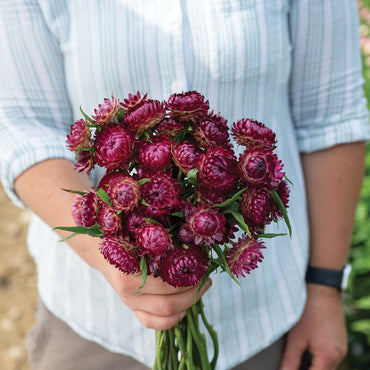 Cranberry Rose – Strawflower Seed