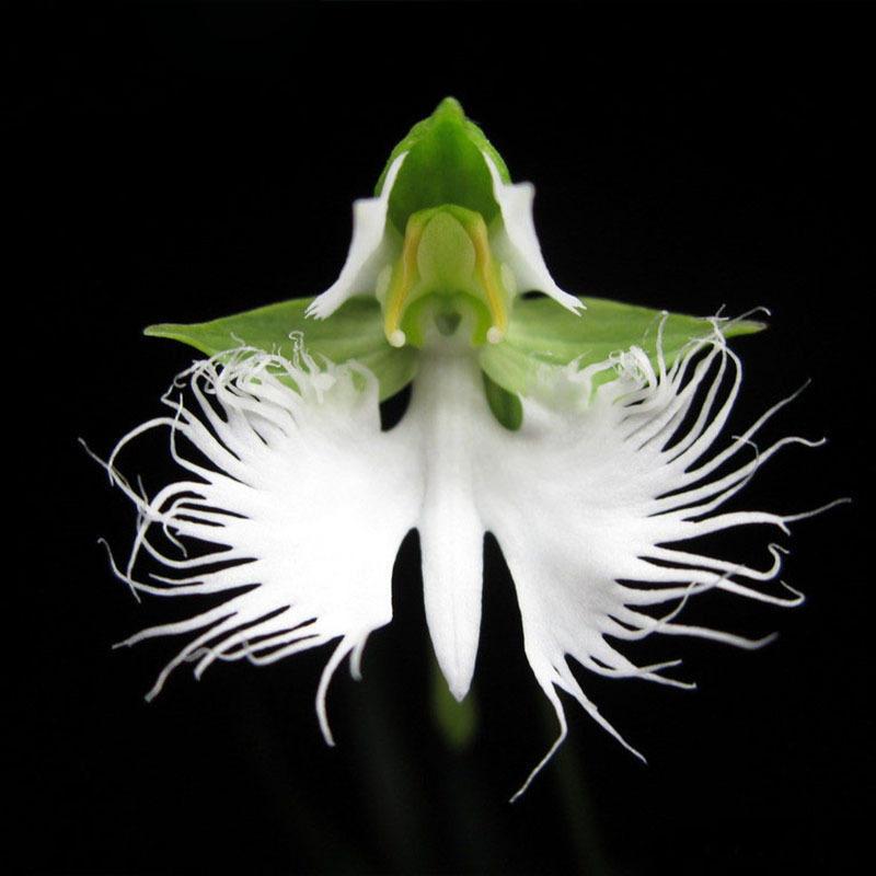 Japanese Egret Flowers Seeds White Egret Orchid Seed