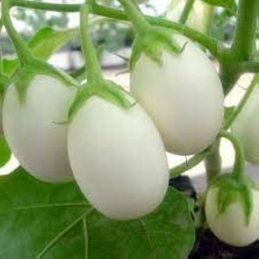 Brinjal Aveo Round Vegetable Seeds