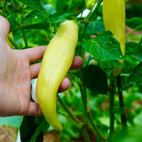 Capsicum- Sweet Banana