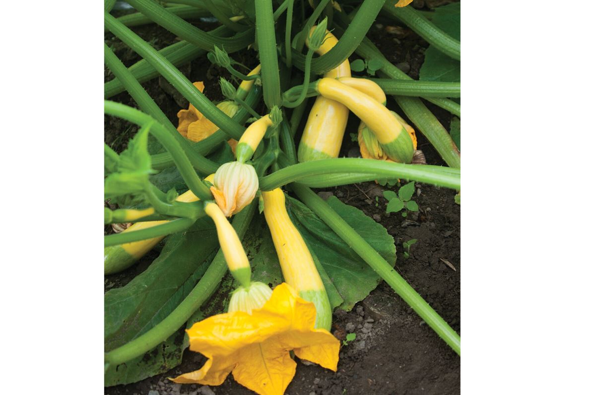 Zephyr – Yellow Summer Squash Seed