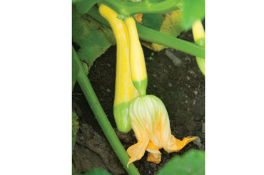 Zephyr – Yellow Summer Squash Seed