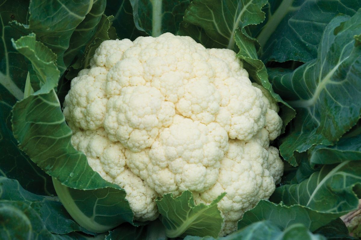 Amazing – Cauliflower Seed