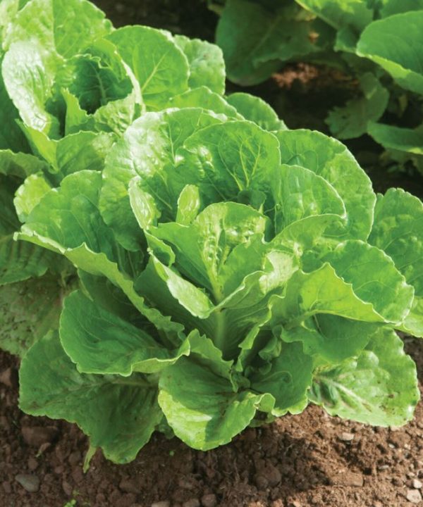 Bolsachica – Organic Lettuce Seed