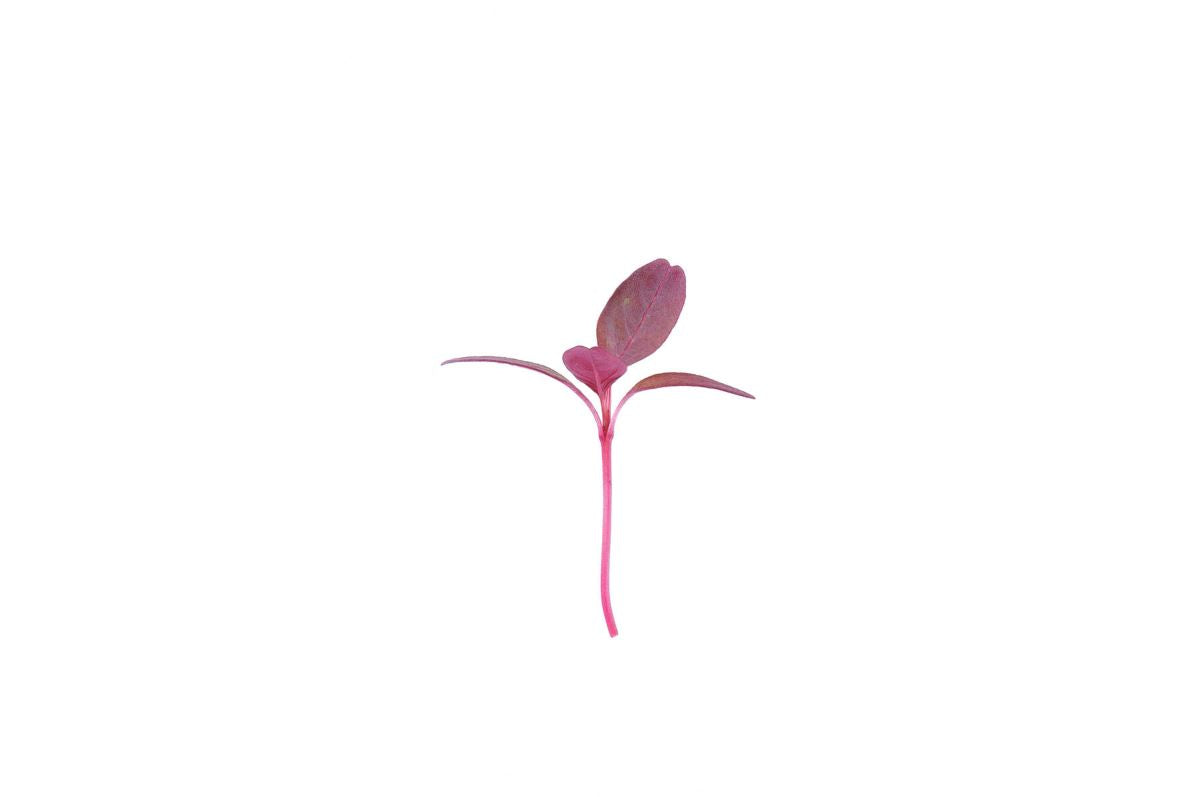 Amaranth, Garnet Red – Organic Microgreen